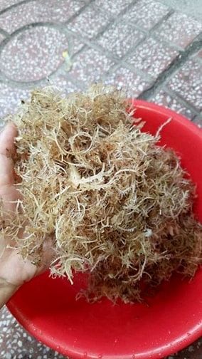 Xuxoa rong biển đặc sản bình định trị bướu cổ,thanh mát 42k/kg 53935499 Xuxoa rong biển đặc sản bình định trị bướu cổ,thanh mát 42k/kg