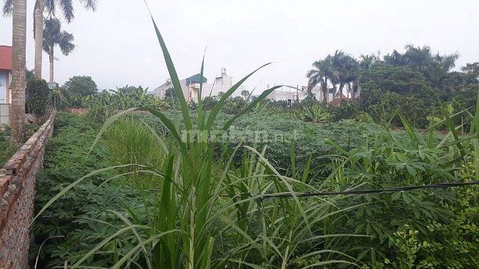 Bán thanh lý 1082m2 đất thổ cư phân lô đầu tư tại Phú Cát, Quốc Oai. 54065321 Bán thanh lý 1082m2 đất thổ cư phân lô đầu tư tại Phú Cát, Quốc Oai.