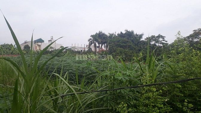 Bán thanh lý 1082m2 đất thổ cư phân lô đầu tư tại Phú Cát, Quốc Oai. 54065321 Bán thanh lý 1082m2 đất thổ cư phân lô đầu tư tại Phú Cát, Quốc Oai.