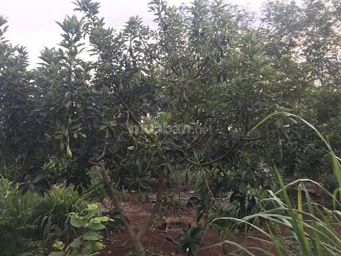 Bán đất xã Đá Bạc , Châu Đức , Tỉnh Bà Rịa Vũng. 54199606 Bán đất xã Đá Bạc , Châu Đức , Tỉnh Bà Rịa Vũng.