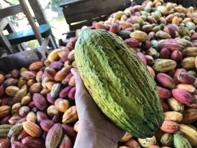 Bán bột ca cao nguyên chất daklak 54230877 Bán bột ca cao nguyên chất daklak