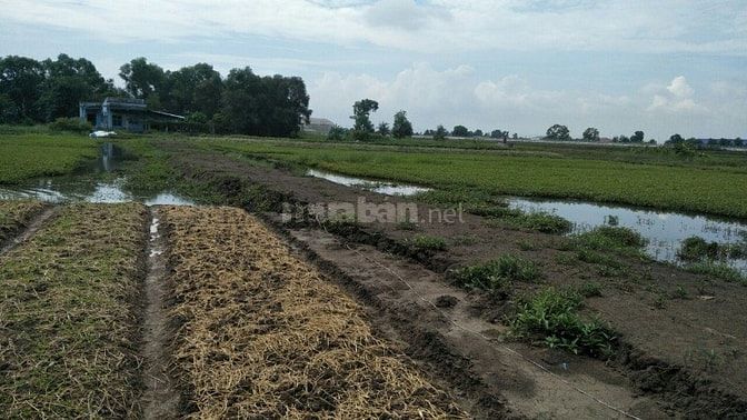 Anh Bảy cần tiền bán rẽ 580m Gần chợ hưng long giá 1.25 tỷ Xã Tân Qúy 54231894 Anh Bảy cần tiền bán rẽ 580m Gần chợ hưng long giá 1.25 tỷ Xã Tân Qúy