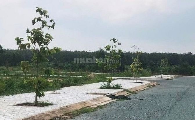 Đầu tư ở đâu để sinh lợi nhuận . KDC Ngân Long đất vàng chỉ 650tr/nền 54460714 Đầu tư ở đâu để sinh lợi nhuận . KDC Ngân Long đất vàng chỉ 650tr/nền