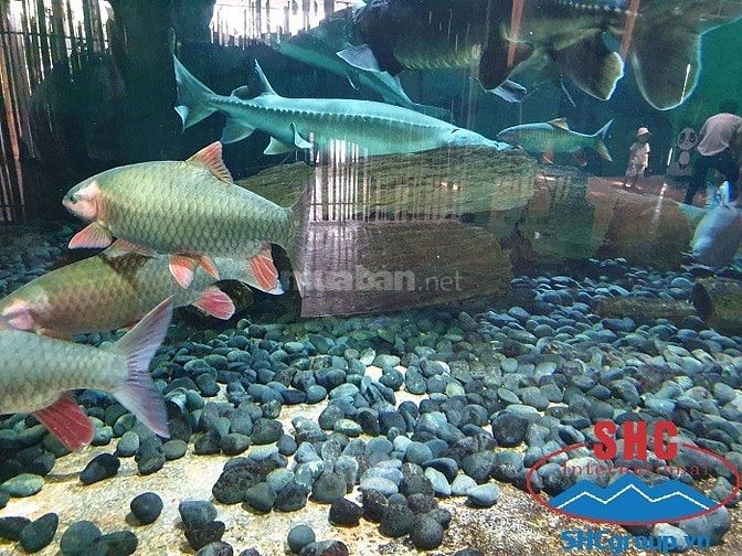 Sỏi đen trang trí đường đi đẹp 54507810 Sỏi đen trang trí đường đi đẹp
