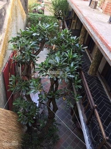 Cần cho thuê cửa hàng mặt phố nguyễn biểu ba đình. 54558557 Cần cho thuê cửa hàng mặt phố nguyễn biểu ba đình.