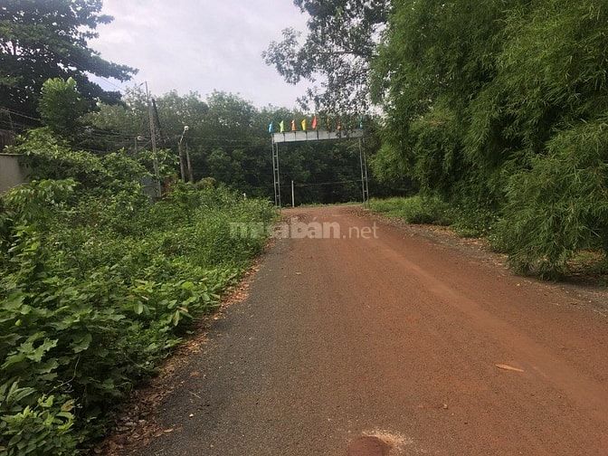 Cần bán 9ha cao su trong đó có 5ha đang cho khai thác 54587489 Cần bán 9ha cao su trong đó có 5ha đang cho khai thác
