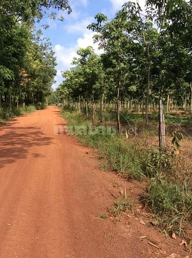 Cần bán 9ha cao su trong đó có 5ha đang cho khai thác 54587489 Cần bán 9ha cao su trong đó có 5ha đang cho khai thác