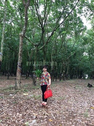 Cần bán 9ha cao su trong đó có 5ha đang cho khai thác 54587489 Cần bán 9ha cao su trong đó có 5ha đang cho khai thác