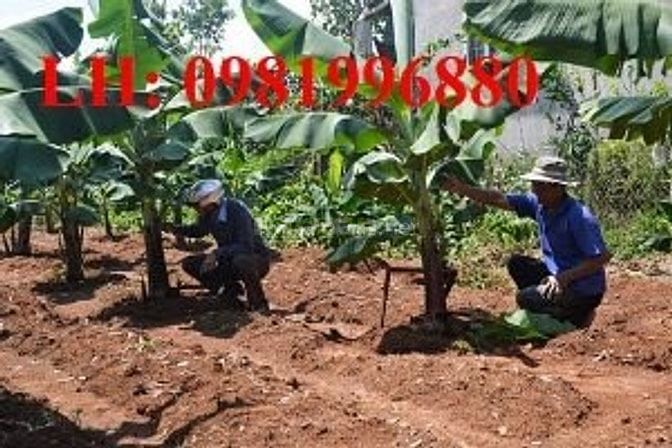 Cung cấp giống chuối đỏ DACCA 54772559 Cung cấp giống chuối đỏ DACCA
