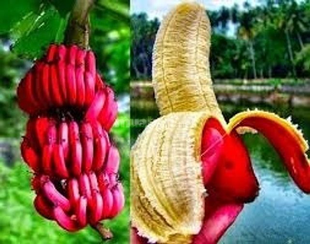 Cung cấp giống chuối đỏ DACCA 54772559 Cung cấp giống chuối đỏ DACCA