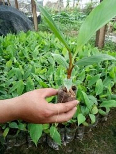 Cung cấp giống chuối đỏ DACCA 54772559 Cung cấp giống chuối đỏ DACCA