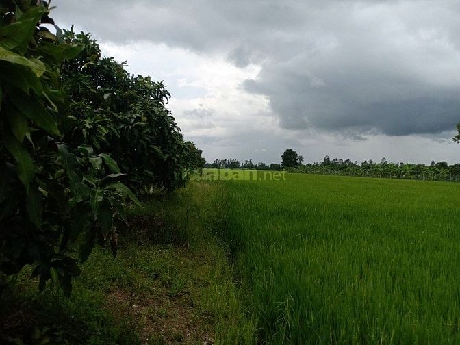 Bán 51.000m2 đất hai mặt tiền tỉnh lộ 919 Trường Xuân Thới Lai 54812487 Bán 51.000m2 đất hai mặt tiền tỉnh lộ 919 Trường Xuân Thới Lai