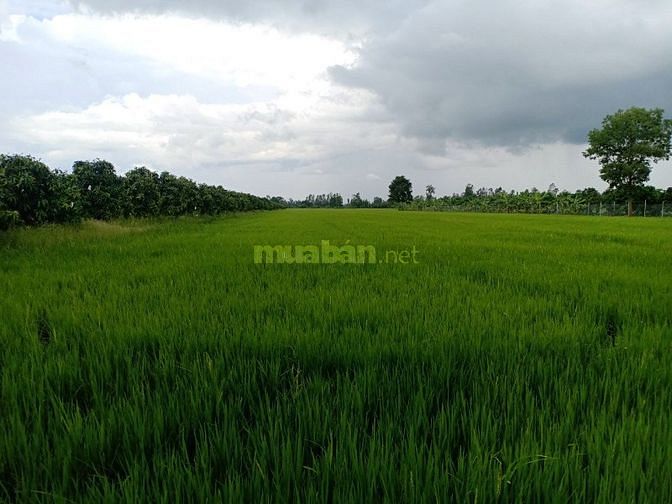 Bán 51.000m2 đất hai mặt tiền tỉnh lộ 919 Trường Xuân Thới Lai 54812487 Bán 51.000m2 đất hai mặt tiền tỉnh lộ 919 Trường Xuân Thới Lai