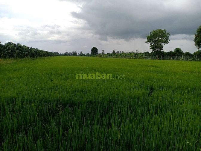 Bán 51.000m2 đất hai mặt tiền tỉnh lộ 919 Trường Xuân Thới Lai 54812487 Bán 51.000m2 đất hai mặt tiền tỉnh lộ 919 Trường Xuân Thới Lai