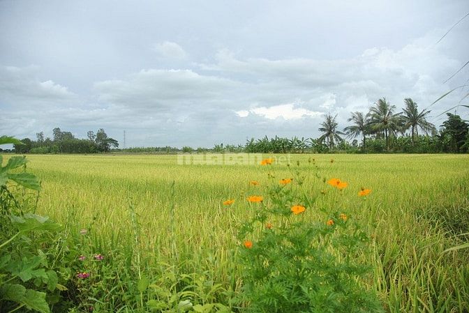Bán 2ha đất ruộng năm tại Khu 3 - Ấp 3 Nông Trường , xã Thới Hưng - 54802087 Bán 2ha đất ruộng năm tại Khu 3 - Ấp 3 Nông Trường , xã Thới Hưng -
