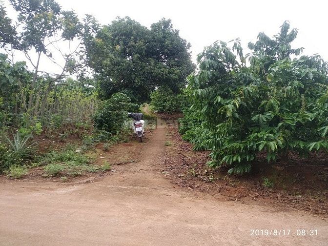 Đất thổ cư trung tâm xã Đông Thanh , Lâm Hà Lâm Đồng. 54825184 Đất thổ cư trung tâm xã Đông Thanh , Lâm Hà Lâm Đồng.