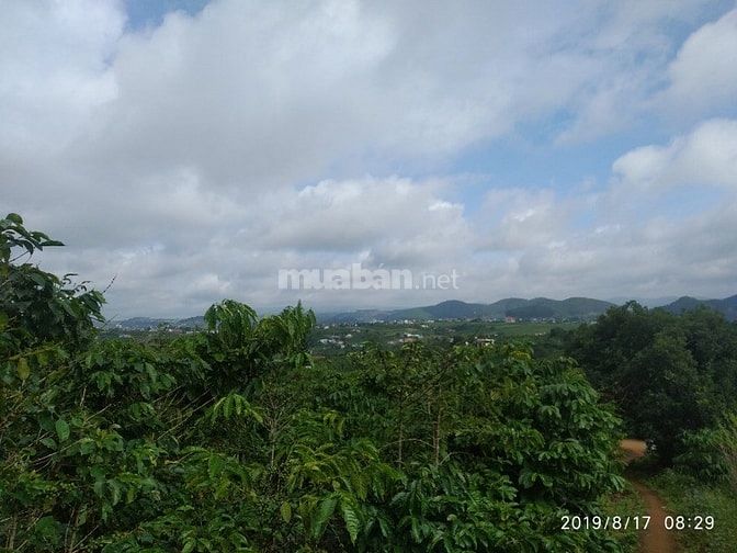 Đất thổ cư trung tâm xã Đông Thanh , Lâm Hà Lâm Đồng. 54825184 Đất thổ cư trung tâm xã Đông Thanh , Lâm Hà Lâm Đồng.