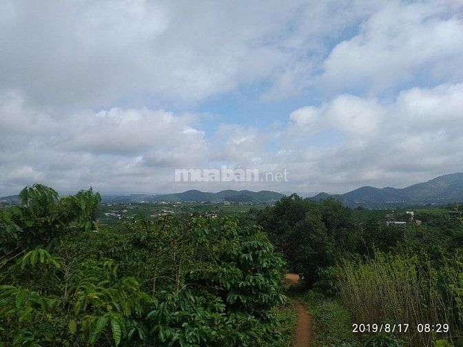 Đất thổ cư trung tâm xã Đông Thanh , Lâm Hà Lâm Đồng. 54825184 Đất thổ cư trung tâm xã Đông Thanh , Lâm Hà Lâm Đồng.