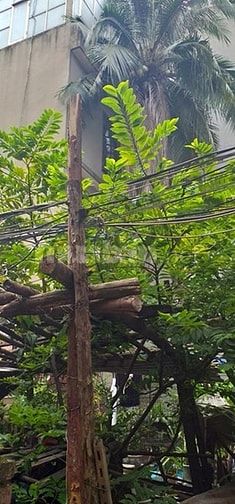 Bán Mảnh Đất Phố Tôn Thất Tùng – Đống Đa, DT 70m2, MT 6m, Giá 6 tỷ 54846280 Bán Mảnh Đất Phố Tôn Thất Tùng – Đống Đa, DT 70m2, MT 6m, Giá 6 tỷ