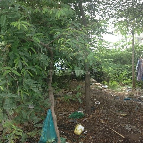 Bán 2000m2 đất mặt tiền kênh ngang ấp 1 bình lợi bình chánh 55050370 Bán 2000m2 đất mặt tiền kênh ngang ấp 1 bình lợi bình chánh