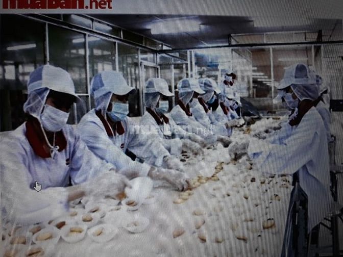 Tuyển 12 nam, nữ làm NV đóng gói bánh kẹo, không yêu cầu bằng cấp 54209119 Tuyển 12 nam, nữ làm NV đóng gói bánh kẹo, không yêu cầu bằng cấp