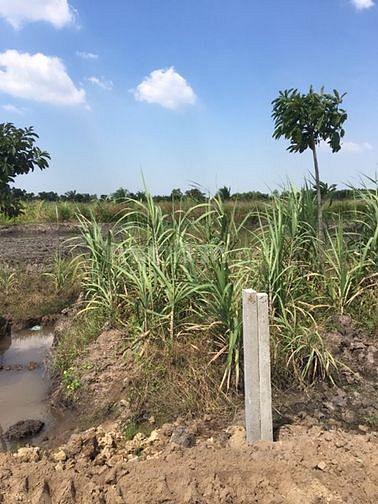 Cần bán đất vườn Kênh 5, đường Vườn Thơm, X. Bình Lợi 53380321 Cần bán đất vườn Kênh 5, đường Vườn Thơm, X. Bình Lợi