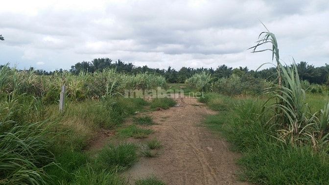 Cần bán đất vườn Kênh 5, đường Vườn Thơm, X. Bình Lợi 53380321 Cần bán đất vườn Kênh 5, đường Vườn Thơm, X. Bình Lợi