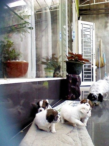 Chính chủ bán 2 lô đất đường Đào Văn Tiến, TP. Nha Trang 55474816 Chính chủ bán 2 lô đất đường Đào Văn Tiến, TP. Nha Trang