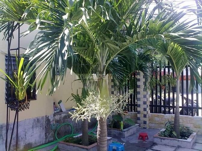 Chính chủ bán 2 lô đất đường Đào Văn Tiến, TP. Nha Trang 55474816 Chính chủ bán 2 lô đất đường Đào Văn Tiến, TP. Nha Trang