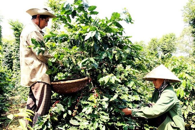 Bán rẫy cà phê tại Đức Trọng, Lâm Đồng 1,2ha – Chỉ 2,4 tỷ 58174658 Bán rẫy cà phê tại Đức Trọng, Lâm Đồng 1,2ha – Chỉ 2,4 tỷ