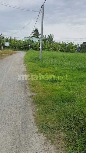 Cần Bán gấp đất đường 7m xã Trung Hòa, Chợ Gạo, Tiền Giang 58172133 Cần Bán gấp đất đường 7m xã Trung Hòa, Chợ Gạo, Tiền Giang