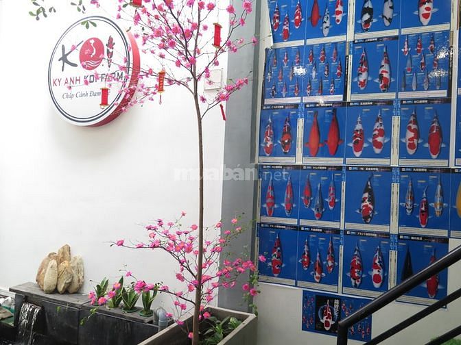 Tuyển 2 nam bán hàng phục vụ trại cá koi 58332463 Tuyển 2 nam bán hàng phục vụ trại cá koi