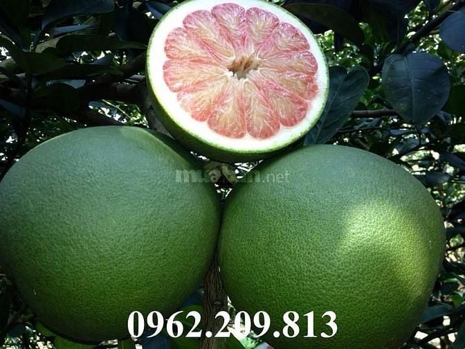 Giống cây bưởi da xanh chất lượng 58869760 Giống cây bưởi da xanh chất lượng