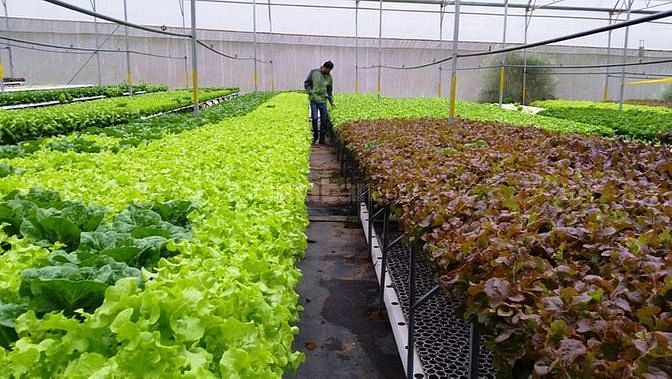 Tuyển gấp Nam nữ trồng hoa lương 7 triệu bao ăn ở 58131132 Tuyển gấp Nam nữ trồng hoa lương 7 triệu bao ăn ở