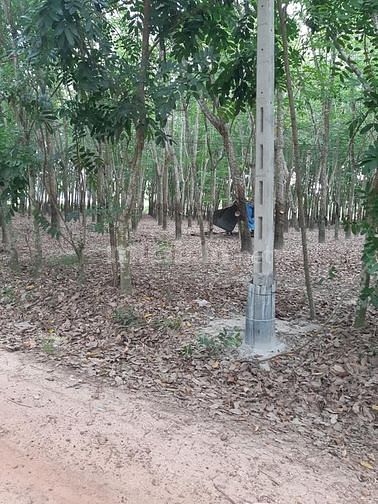 Bán đất huyện Dầu Tiếng giá chỉ 80tr/mét dài 59148005 Bán đất huyện Dầu Tiếng giá chỉ 80tr/mét dài