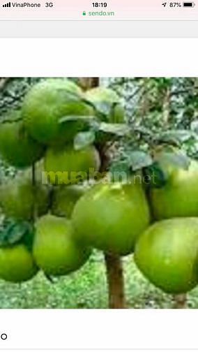 Bán đất và vườn bưởi cực rẻ, huyện Cẩm Mỹ, Đồng Nai 59317659 Bán đất và vườn bưởi cực rẻ, huyện Cẩm Mỹ, Đồng Nai