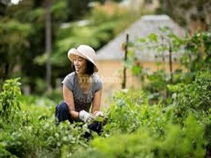 Tuyển Dụng Nhân Viên Làm Vườn Bao Ăn Ở 59384559 Tuyển Dụng Nhân Viên Làm Vườn Bao Ăn Ở