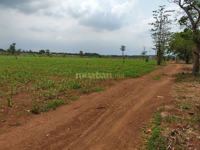 8130m2 đất giá rẻ xã xuân đông, huyện cẩm mỹ 59445895 8130m2 đất giá rẻ xã xuân đông, huyện cẩm mỹ