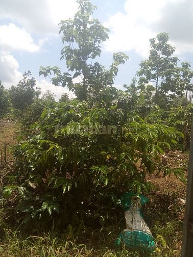 Cần bán rẫy gặp , gia có thương lượng 59671061 Cần bán rẫy gặp , gia có thương lượng