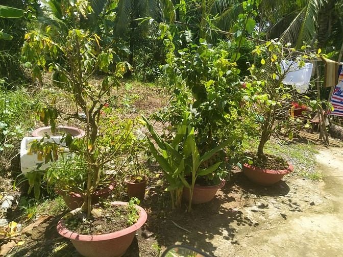 Bán đất thổ giá rẻ p ba láng cái răng cần Thơ 59739406 Bán đất thổ giá rẻ p ba láng cái răng cần Thơ
