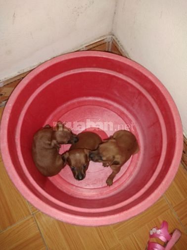 Bán chó phốc hươu con của nhà 60018631 Bán chó phốc hươu con của nhà
