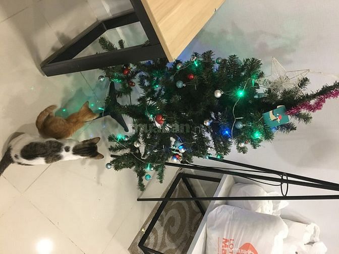 Thanh lý cây thông Noel còn mới 60044880 Thanh lý cây thông Noel còn mới
