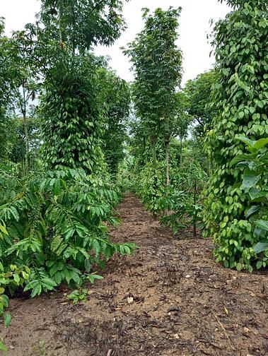 Bán nhà và đất rẫy cà phê xen tiêu 60330875 Bán nhà và đất rẫy cà phê xen tiêu