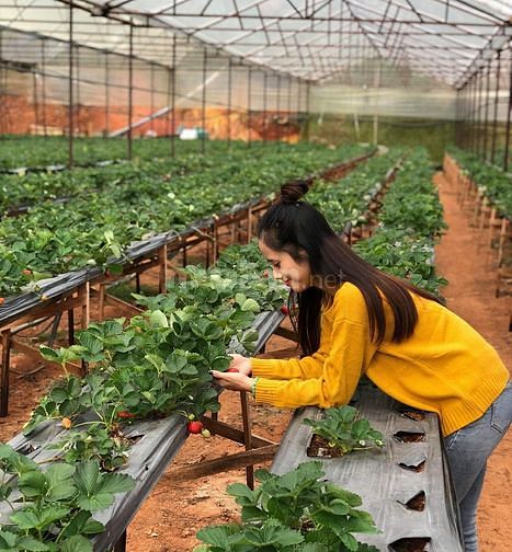 Cần gấp nam nữ LĐPT làm vườn rau sạch đà lạt bao ăn ở lương cao 60472750 Cần gấp nam nữ LĐPT làm vườn rau sạch đà lạt bao ăn ở lương cao