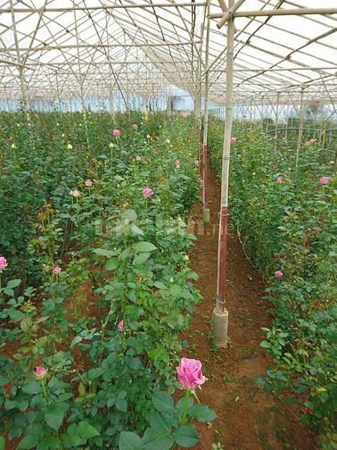 Tuyển người làm bao ăn ở tại Đà Lạt 60549093 Tuyển người làm bao ăn ở tại Đà Lạt