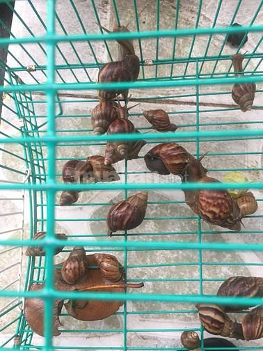 Bán ốc sên làm đẹp da,50k cho chị em có da khô,sần sùi 60826312 Bán ốc sên làm đẹp da,50k cho chị em có da khô,sần sùi