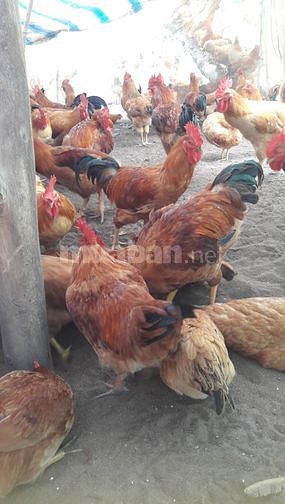 Gà Long An thả vườn số lượng lớn. 60891560 Gà Long An thả vườn số lượng lớn.