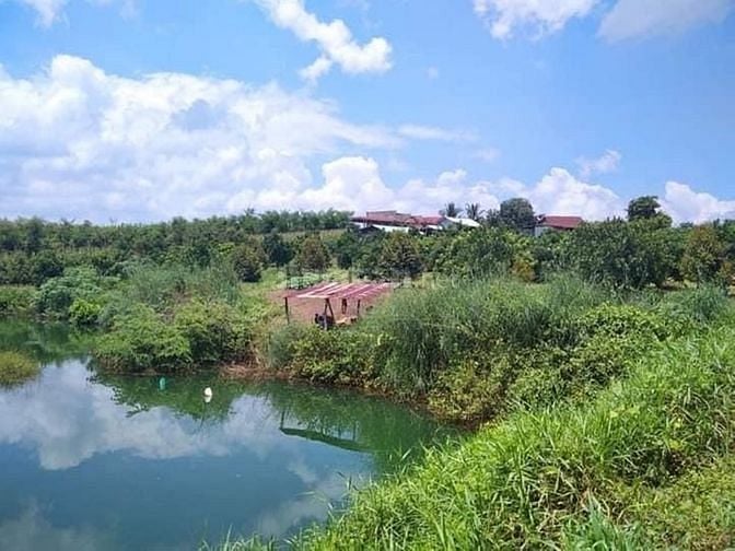 Giá 450tr/1000m2 đất vườn chơn thành bình phước. 61182695 Giá 450tr/1000m2 đất vườn chơn thành bình phước.