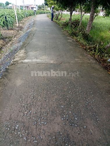 Cần bán lo đất ấp bình đức xã bình lãng 61662057 Cần bán lo đất ấp bình đức xã bình lãng