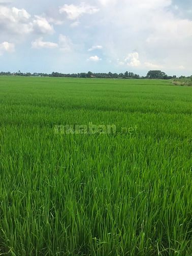 Gia đình cần sang lại mảnh đất xác Đức Tân , Tân trụ, ngay đường 827E 61700735 Gia đình cần sang lại mảnh đất xác Đức Tân , Tân trụ, ngay đường 827E